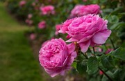 امسال؛ ۱۶۴ تن گل محمدی در ارومیه برداشت خواهدشد