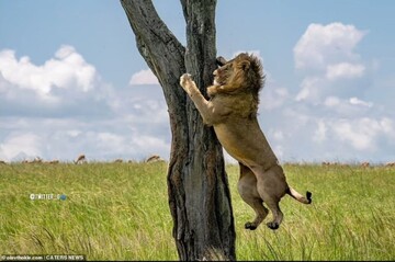 شیر ترسو برای زنده ماندن به درخت چسبید!