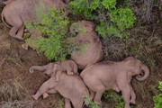 ببینید | استراحت گله فیل‌ها پس از صدها کیلومتر  پیاده‌روی  و «خرابکاری» در جنوب غربی چین