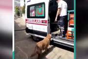 ببینید |  تعقیب خبرساز آمبولانس توسط یک سگ وفادار