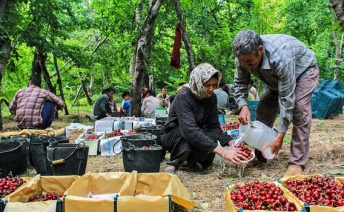 برداشت آلبالو از باغات قزوین آغاز شد ‏