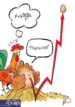 ببینید قیمت تخم‌مرغ داره کجا میره!