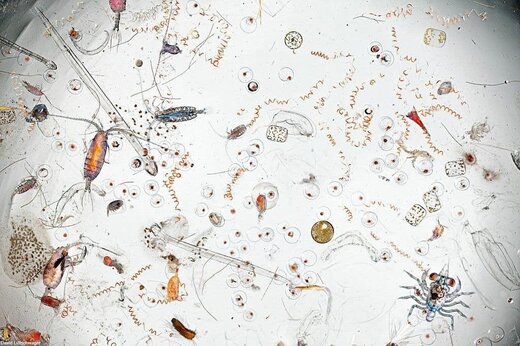 تصویر خیره کننده یک قطره آب دریا در زیر میکروسکوپ