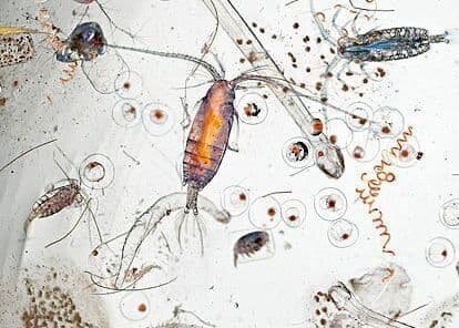 تصویر خیره کننده یک قطره آب دریا در زیر میکروسکوپ