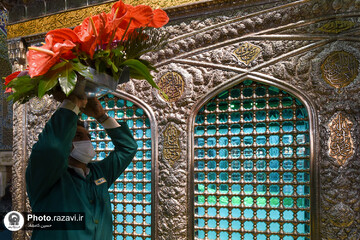 گل آرایی ضریح منور رضوی به مناسبت دهه کرامت
