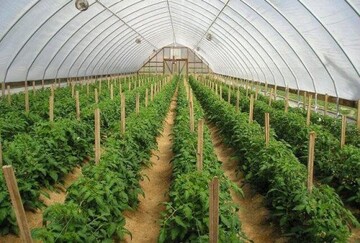 حمایت ویژه جهادکشاورزی قزوین از اجرای طرح‌های گلخانه‌ای 