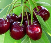 پیش‌بینی برداشت ۲۰ هزار تن آلبالو در استان آذربایجان‌غربی