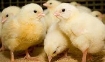 قطع سهمیه نهاده‌ ۳ مرغداری متخلف در چهارمحال و بختیاری