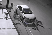 ببینید | حمله وحشیانه و خسارت‌بار یک گله سگ به یک ماشین لاکچری