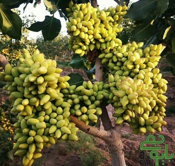 مزایای از بین بردن شوری خاک