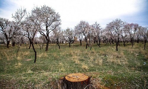 حل مشکلات باغستان با مشارکت باغداران 