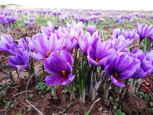 کشت زعفران در قزوین آغاز شد