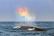 ببینید | درست کردن رنگین‌کمان توسط نهنگ وسط اقیانوس!