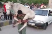 ببینید | مسابقه قوی‌ترین مردان همراه با حمل الاغ در ایران!
