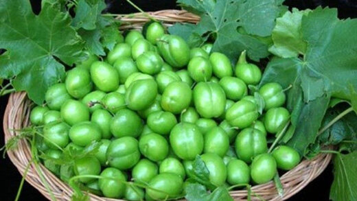 کاهش ۵۰ درصدی تولید گوجه سبز در ابرکوه