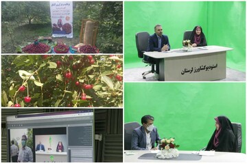 اولین جشنواره آلبالو در شهرستان بروجرد برگزارشد