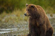 ببینید | هم‌نشینی خرس قهوه‌ای با کوهنوردان در دامنه سبلان