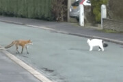 ببینید | بازی خنده‌دار یک گربه با روباه سرگردان در شهر