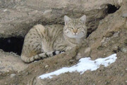 ببینید | شکار تصاویری ناب از گربه وحشی توسط یک محیطبان