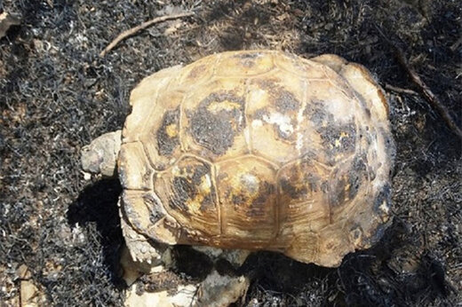 ببینید | لحظه تحسین‌برانگیز آب دادن به لاک‌پشت پس از نجات از چنگال آتش