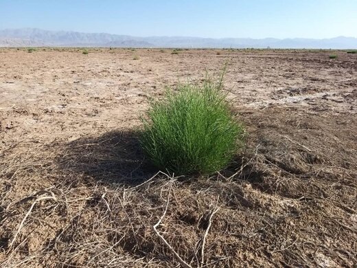 سعیدی خبر داد،هرس تاغ زارها  در سطح هکتار از شهرستان سرخه