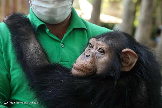 چه سرنوشتی در انتظار شامپانزه‌های باغ وحش ارم است؟
