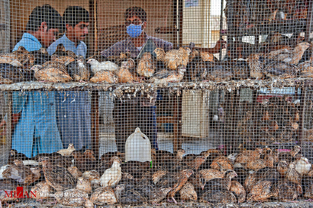 بازار مشترک محلی - سیستان بلوچستان