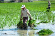 تصاویر | کشت برنج به بهای خشکسالی