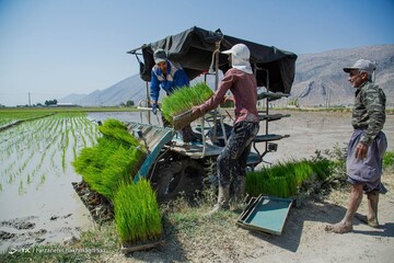 کشت برنج به بهای خشکسالی