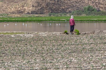 کشت برنج به بهای خشکسالی