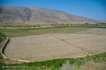 کشت برنج به بهای خشکسالی