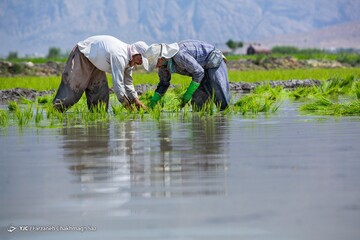 کشت برنج به بهای خشکسالی
