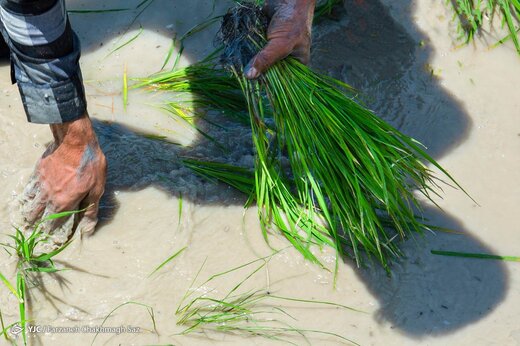 کشت برنج به بهای خشکسالی