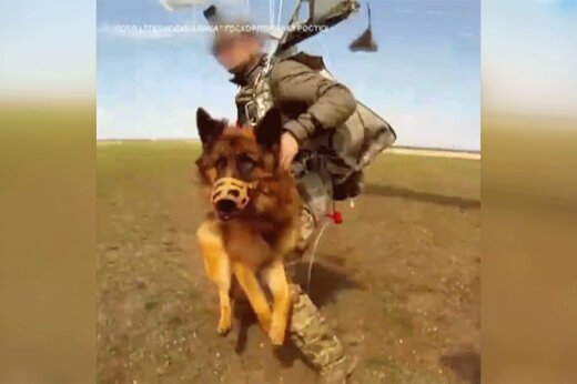 ببینید | چتر نجات مخصوص حیوانات!