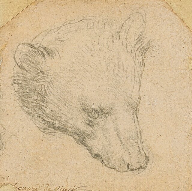خرس ۸ سانتی داوینچی، ۱۲ میلیون دلار فروخته شد / عکس