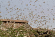 ببینید | تصاویر وحشتناک از حمله میلیونی حشرات به میشیگان آمریکا