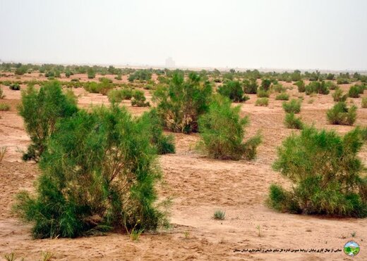 ۲۰۰هکتار نهال کاری در اراضی بیابانی شهرستان گرمسار در حال انجام می باشد 