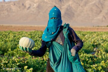 برداشت طالبی- مزارع دشت پرزان شهرضا