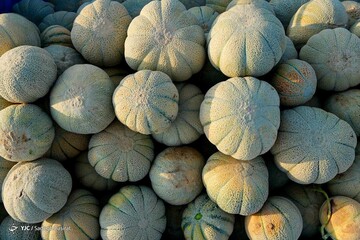خواص و فواید درمانی بیشمار طالبی
