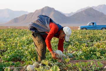 برداشت طالبی- مزارع دشت پرزان شهرضا