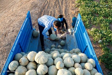 برداشت طالبی- مزارع دشت پرزان شهرضا