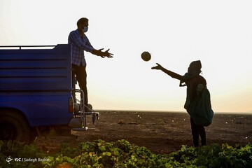 برداشت طالبی- مزارع دشت پرزان شهرضا