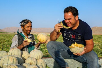 برداشت طالبی- مزارع دشت پرزان شهرضا