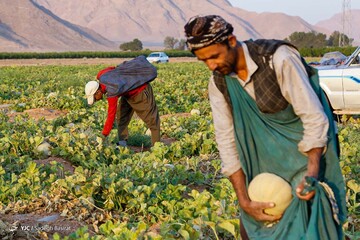 برداشت طالبی- مزارع دشت پرزان شهرضا