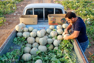 برداشت طالبی- مزارع دشت پرزان شهرضا