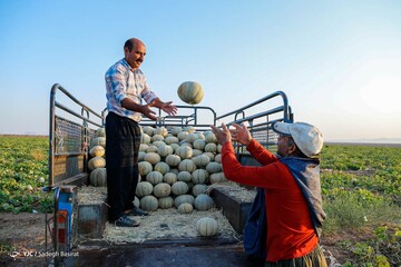 برداشت طالبی- مزارع دشت پرزان شهرضا