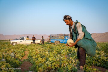 برداشت طالبی- مزارع دشت پرزان شهرضا