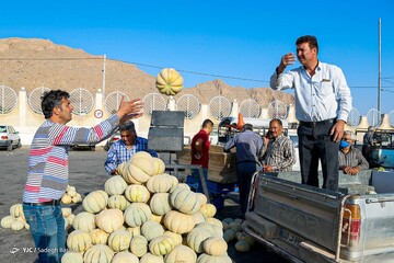 برداشت طالبی- مزارع دشت پرزان شهرضا