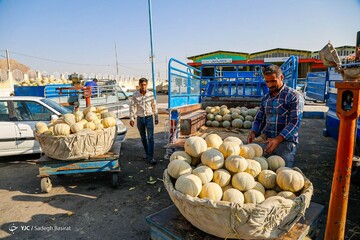 برداشت طالبی- مزارع دشت پرزان شهرضا
