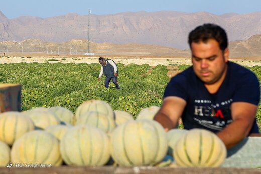 برداشت طالبی- مزارع دشت پرزان شهرضا
